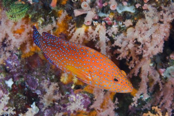 Indonesia, Komodo NP A coral trout among reef